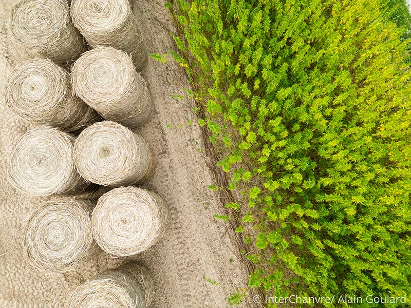 Champs de Chanvre agriculture Française