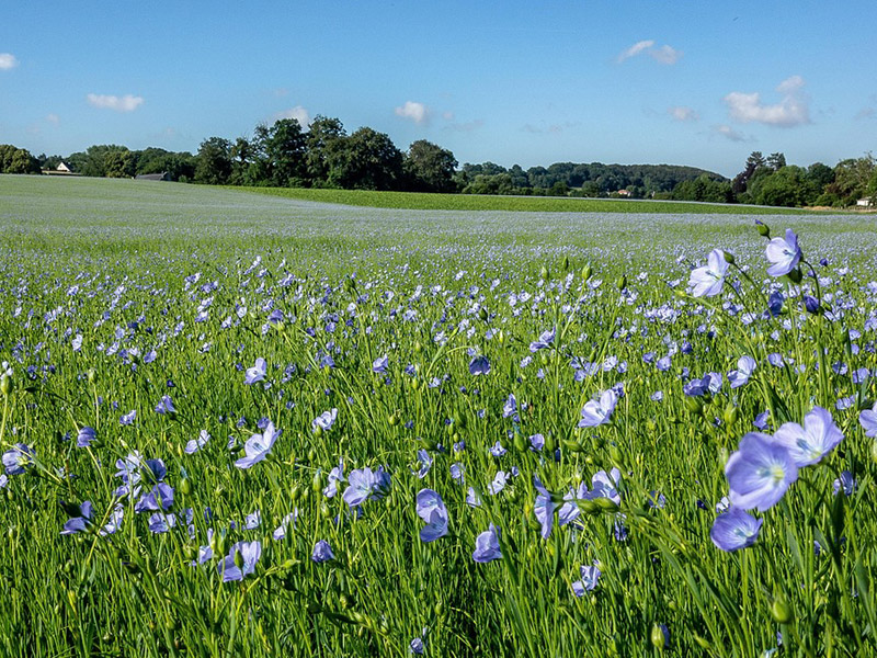 Champs de lin cultivé en Normandie